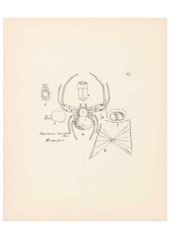 Reproducción/Reproduction 23914936964: Malaysian spiders.. Belfast :T. Workman,1896-1900.