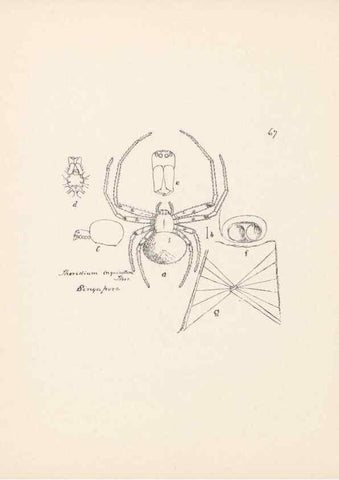 Reproducción/Reproduction 23914936964: Malaysian spiders.. Belfast :T. Workman,1896-1900.