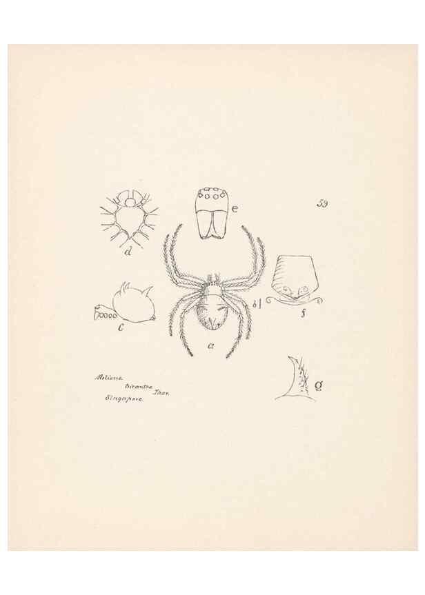 Reproducción/Reproduction 24543080955: Malaysian spiders.. Belfast :T. Workman,1896-1900.