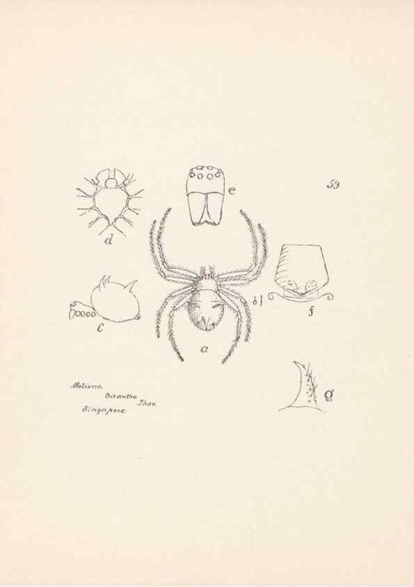 Reproducción/Reproduction 24543080955: Malaysian spiders.. Belfast :T. Workman,1896-1900.