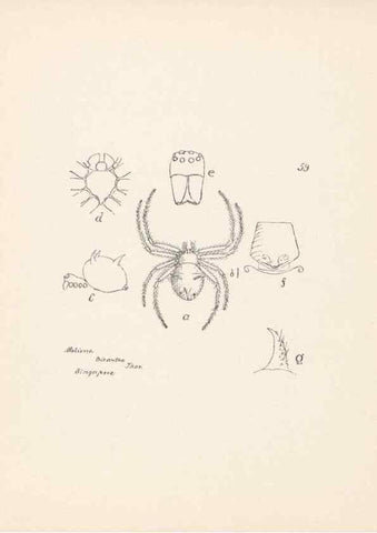 Reproducción/Reproduction 24543080955: Malaysian spiders.. Belfast :T. Workman,1896-1900.