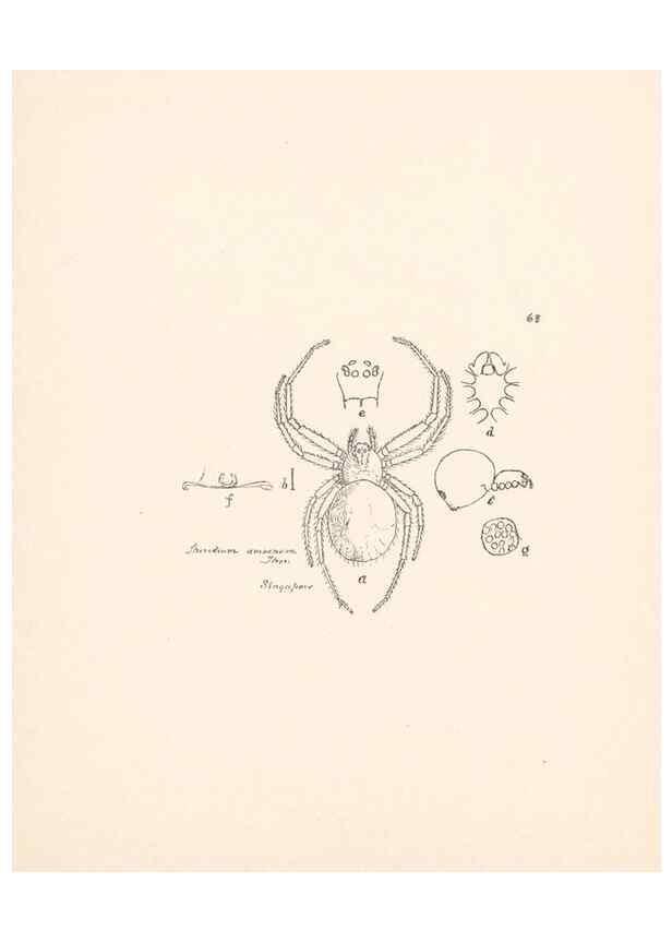Reproducción/Reproduction 24175338089: Malaysian spiders.. Belfast :T. Workman,1896-1900.