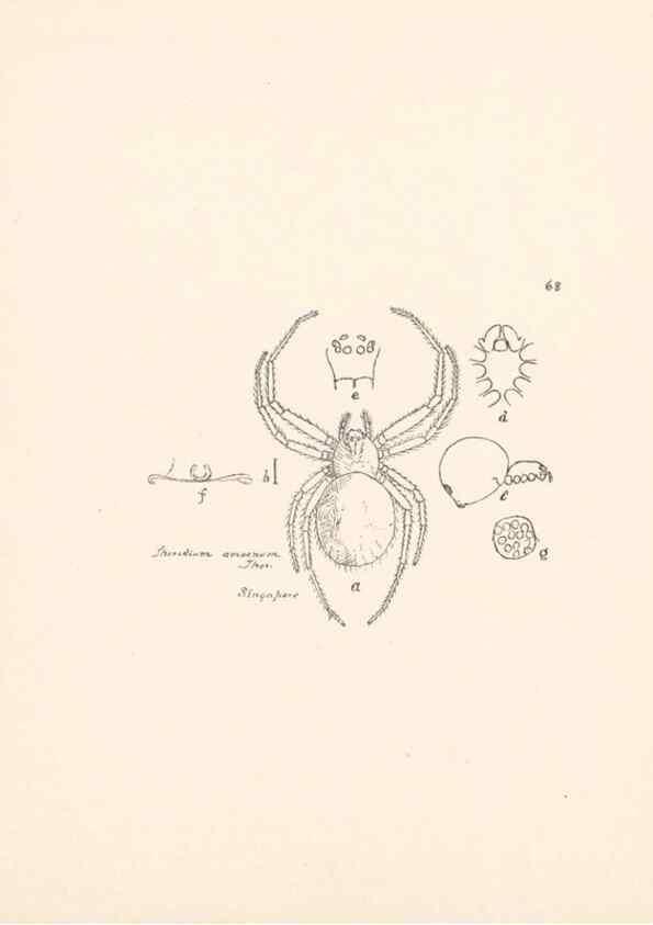 Reproducción/Reproduction 24175338089: Malaysian spiders.. Belfast :T. Workman,1896-1900.