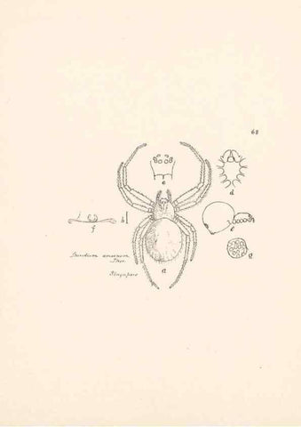 Reproducción/Reproduction 24175338089: Malaysian spiders.. Belfast :T. Workman,1896-1900.