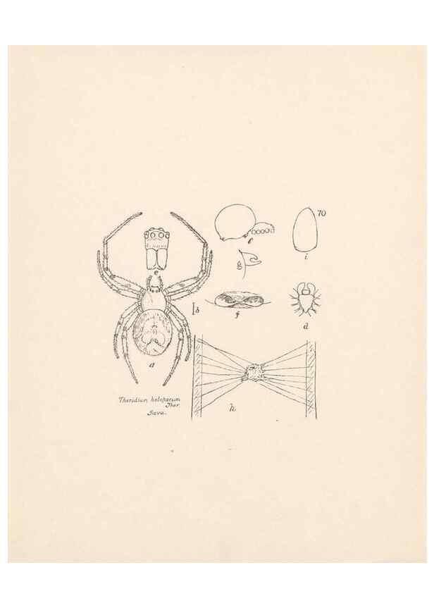 Reproducción/Reproduction 24247573170: Malaysian spiders.. Belfast :T. Workman,1896-1900.