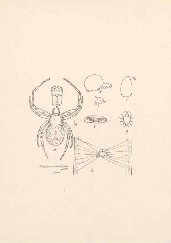 Reproducción/Reproduction 24247573170: Malaysian spiders.. Belfast :T. Workman,1896-1900.