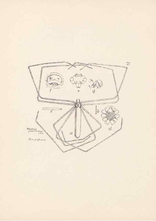 Reproducción/Reproduction 23916322673: Malaysian spiders.. Belfast :T. Workman,1896-1900.