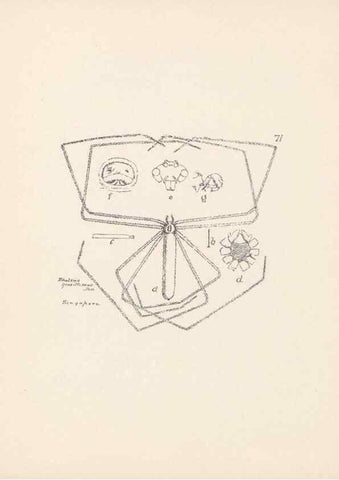 Reproducción/Reproduction 23916322673: Malaysian spiders.. Belfast :T. Workman,1896-1900.