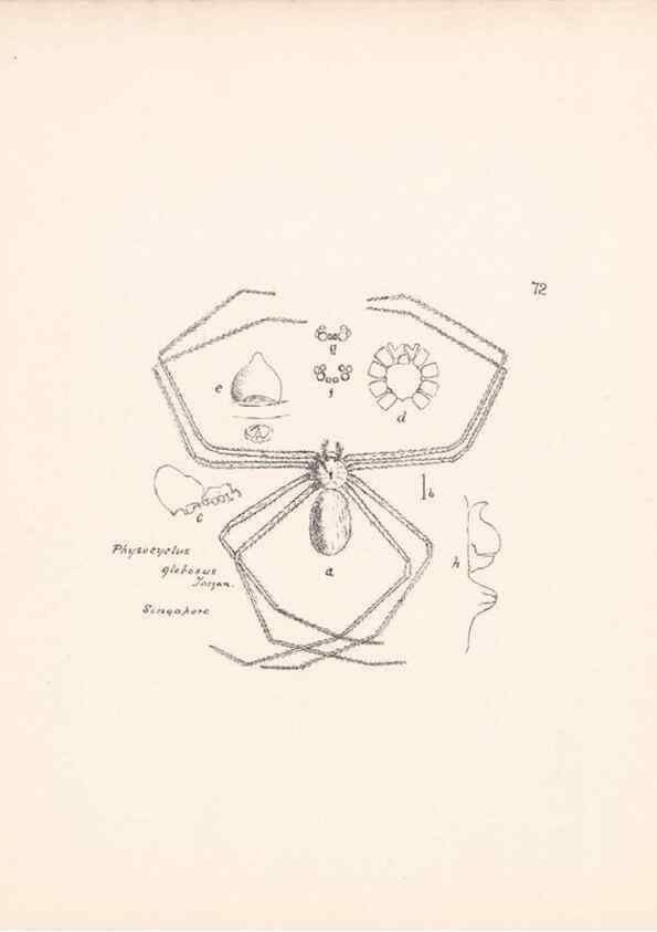 Reproducción/Reproduction 24434831212: Malaysian spiders.. Belfast :T. Workman,1896-1900.