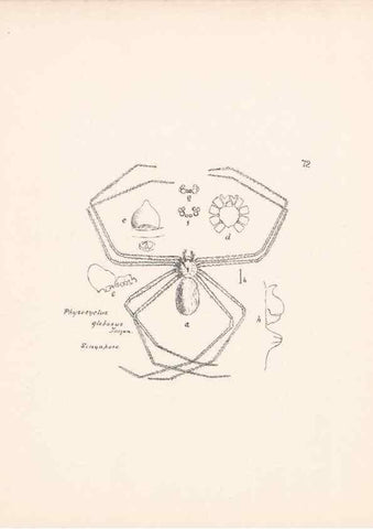 Reproducción/Reproduction 24434831212: Malaysian spiders.. Belfast :T. Workman,1896-1900.