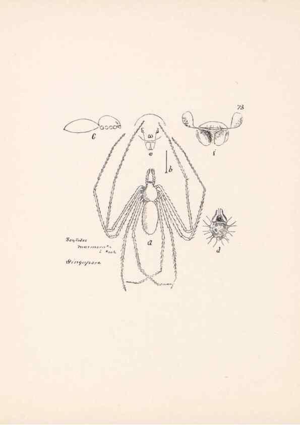 Reproducción/Reproduction 24516939656: Malaysian spiders.. Belfast :T. Workman,1896-1900.