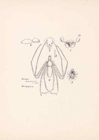 Reproducción/Reproduction 24516939656: Malaysian spiders.. Belfast :T. Workman,1896-1900.