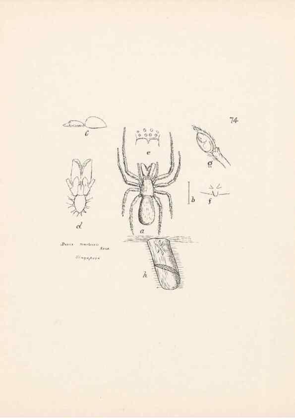 Reproducción/Reproduction 24175356529: Malaysian spiders.. Belfast :T. Workman,1896-1900.