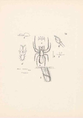 Reproducción/Reproduction 24175356529: Malaysian spiders.. Belfast :T. Workman,1896-1900.