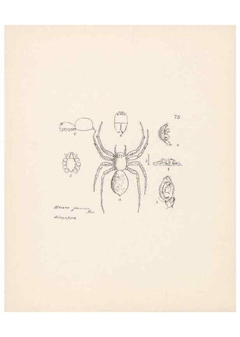 Reproducción/Reproduction 24460802851: Malaysian spiders.. Belfast :T. Workman,1896-1900.