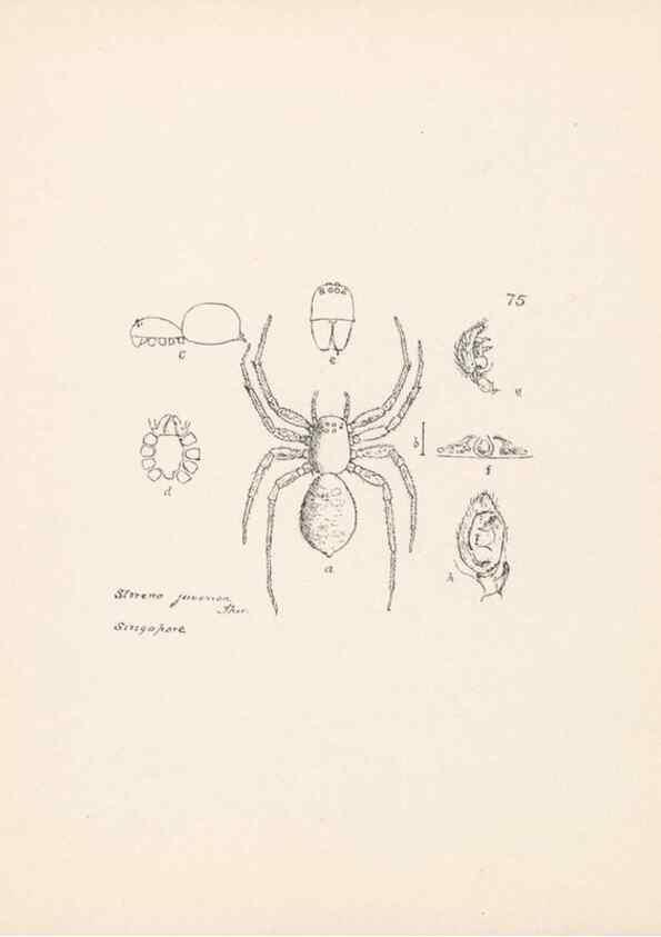 Reproducción/Reproduction 24460802851: Malaysian spiders.. Belfast :T. Workman,1896-1900.
