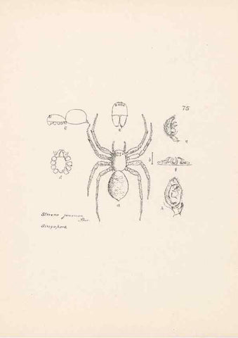 Reproducción/Reproduction 24460802851: Malaysian spiders.. Belfast :T. Workman,1896-1900.