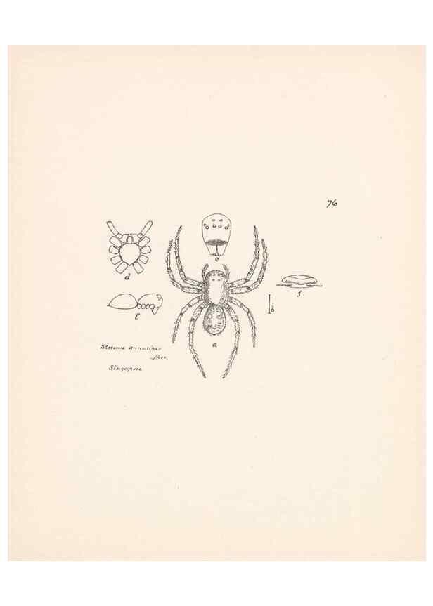 Reproducción/Reproduction 23914960524: Malaysian spiders.. Belfast :T. Workman,1896-1900.