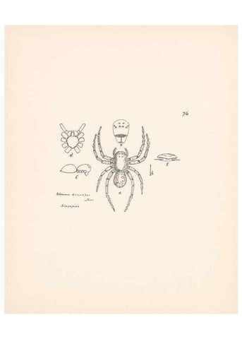 Reproducción/Reproduction 23914960524: Malaysian spiders.. Belfast :T. Workman,1896-1900.