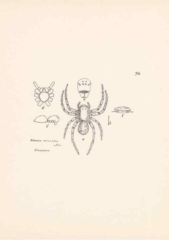 Reproducción/Reproduction 23914960524: Malaysian spiders.. Belfast :T. Workman,1896-1900.