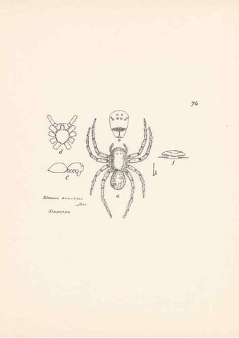 Reproducción/Reproduction 23914960524: Malaysian spiders.. Belfast :T. Workman,1896-1900.