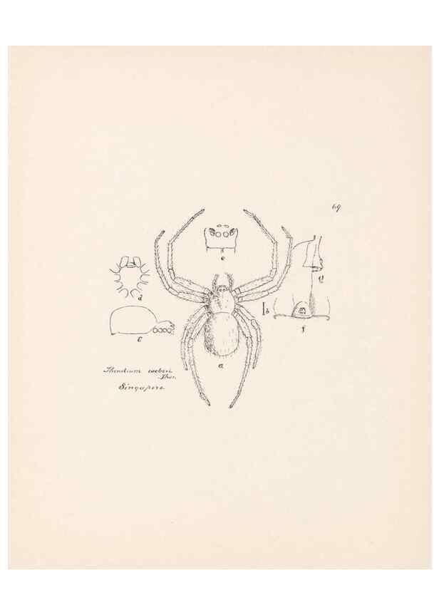 Reproducción/Reproduction 24460785741: Malaysian spiders.. Belfast :T. Workman,1896-1900.