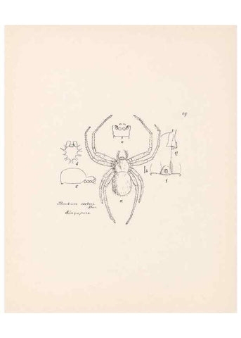 Reproducción/Reproduction 24460785741: Malaysian spiders.. Belfast :T. Workman,1896-1900.