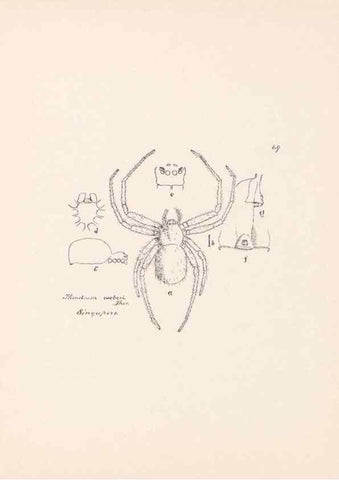 Reproducción/Reproduction 24460785741: Malaysian spiders.. Belfast :T. Workman,1896-1900.