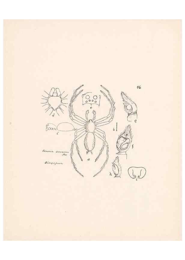 Reproducción/Reproduction 24175419449: Malaysian spiders.. Belfast :T. Workman,1896-1900.