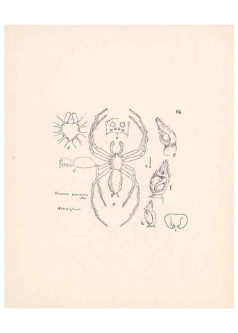 Reproducción/Reproduction 24175419449: Malaysian spiders.. Belfast :T. Workman,1896-1900.