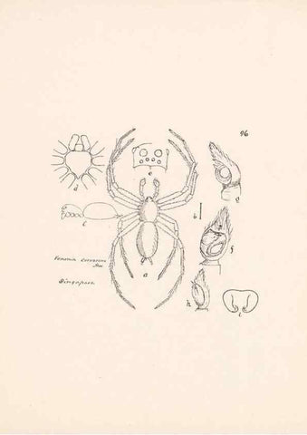 Reproducción/Reproduction 24175419449: Malaysian spiders.. Belfast :T. Workman,1896-1900.