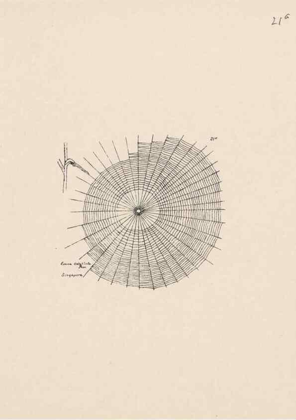Reproducción/Reproduction 23914814874: Malaysian spiders.. Belfast :T. Workman,1896-1900.