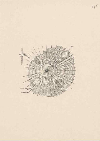 Reproducción/Reproduction 23914814874: Malaysian spiders.. Belfast :T. Workman,1896-1900.