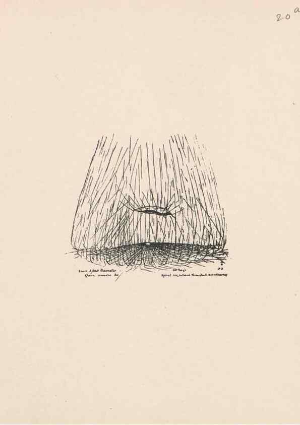 Reproducción/Reproduction 24516794456: Malaysian spiders.. Belfast :T. Workman,1896-1900.
