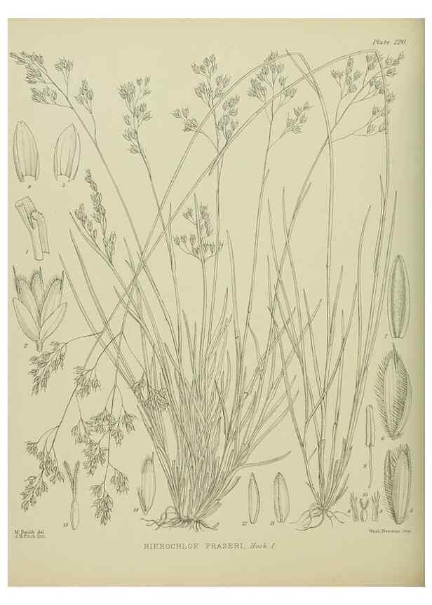 Reproducción/Reproduction 23651998700: Illustrations of the New Zealand flora /. Wellington :John Mackay, Govt. Printer,1914.