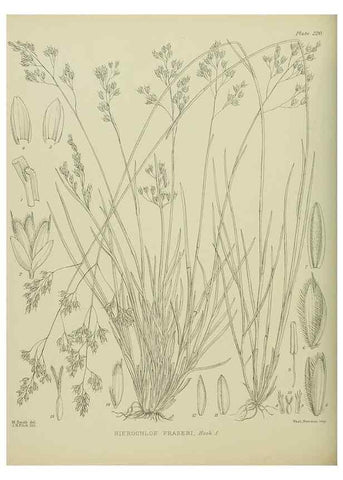 Reproducción/Reproduction 23651998700: Illustrations of the New Zealand flora /. Wellington :John Mackay, Govt. Printer,1914.