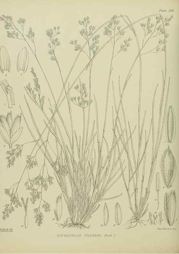 Reproducción/Reproduction 23651998700: Illustrations of the New Zealand flora /. Wellington :John Mackay, Govt. Printer,1914.