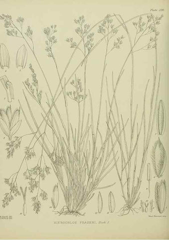 Reproducción/Reproduction 23651998700: Illustrations of the New Zealand flora /. Wellington :John Mackay, Govt. Printer,1914.
