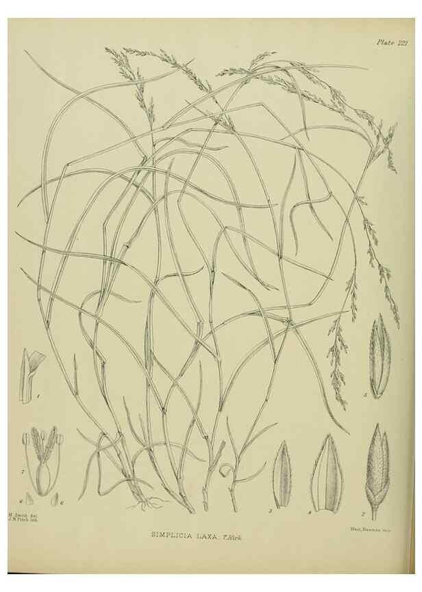 Reproducción/Reproduction 23652001740: Illustrations of the New Zealand flora /. Wellington :John Mackay, Govt. Printer,1914.