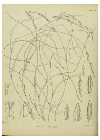 Reproducción/Reproduction 23652001740: Illustrations of the New Zealand flora /. Wellington :John Mackay, Govt. Printer,1914.