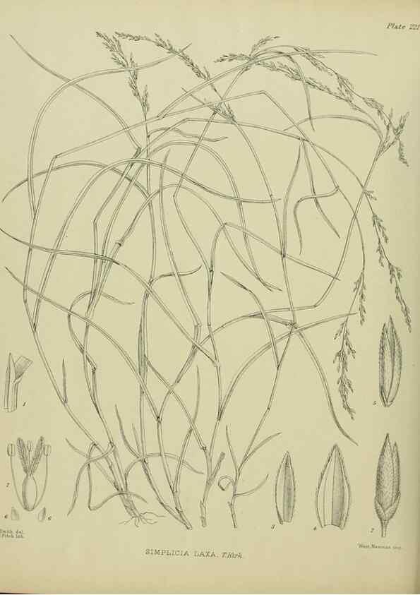 Reproducción/Reproduction 23652001740: Illustrations of the New Zealand flora /. Wellington :John Mackay, Govt. Printer,1914.