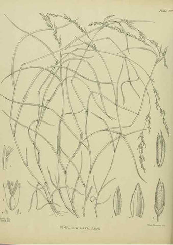Reproducción/Reproduction 23652001740: Illustrations of the New Zealand flora /. Wellington :John Mackay, Govt. Printer,1914.
