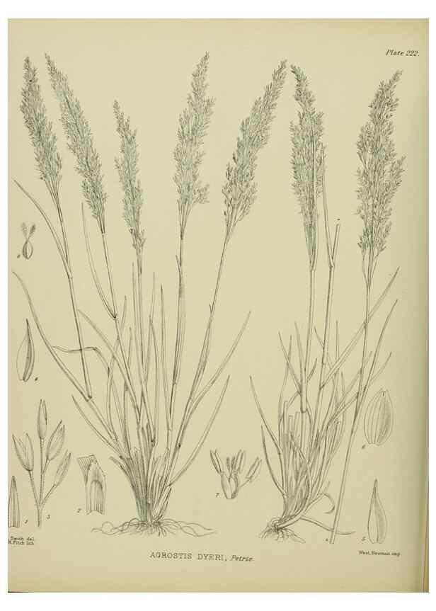 Reproducción/Reproduction 23921585366: Illustrations of the New Zealand flora /. Wellington :John Mackay, Govt. Printer,1914.