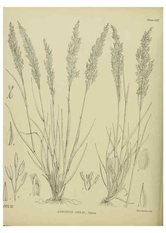 Reproducción/Reproduction 23921585366: Illustrations of the New Zealand flora /. Wellington :John Mackay, Govt. Printer,1914.