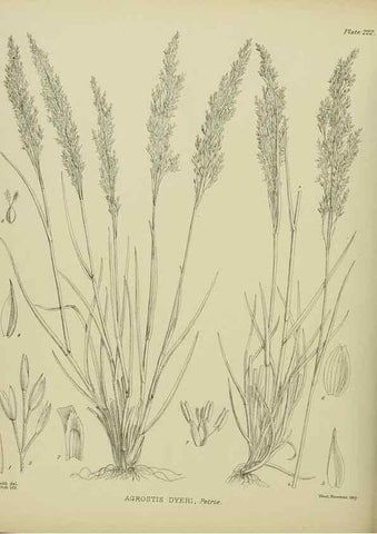 Reproducción/Reproduction 23921585366: Illustrations of the New Zealand flora /. Wellington :John Mackay, Govt. Printer,1914.