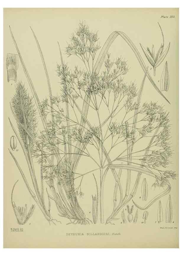 Reproducción/Reproduction 23839409252: Illustrations of the New Zealand flora /. Wellington :John Mackay, Govt. Printer,1914.