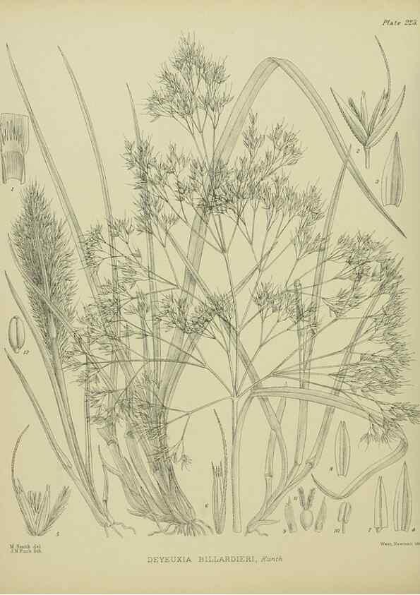 Reproducción/Reproduction 23839409252: Illustrations of the New Zealand flora /. Wellington :John Mackay, Govt. Printer,1914.