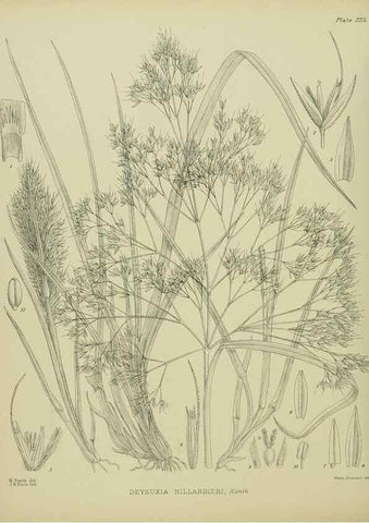 Reproducción/Reproduction 23839409252: Illustrations of the New Zealand flora /. Wellington :John Mackay, Govt. Printer,1914.