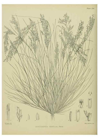 Reproducción/Reproduction 23319442304: Illustrations of the New Zealand flora /. Wellington :John Mackay, Govt. Printer,1914.