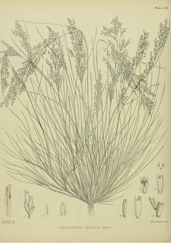 Reproducción/Reproduction 23319442304: Illustrations of the New Zealand flora /. Wellington :John Mackay, Govt. Printer,1914.